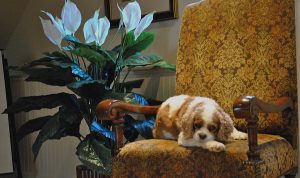 Pet Friendly Accomodations